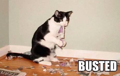 lolcat-busted