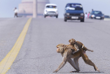 Monkeys cross the road in front of the Presidential Palace and government buildings in New Delhi, India, via TIME